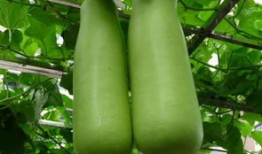 海宁吃瓜爆料公司电话,电话号码背后的秘密