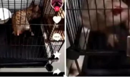 虐猫视频,人性与道德的拷问